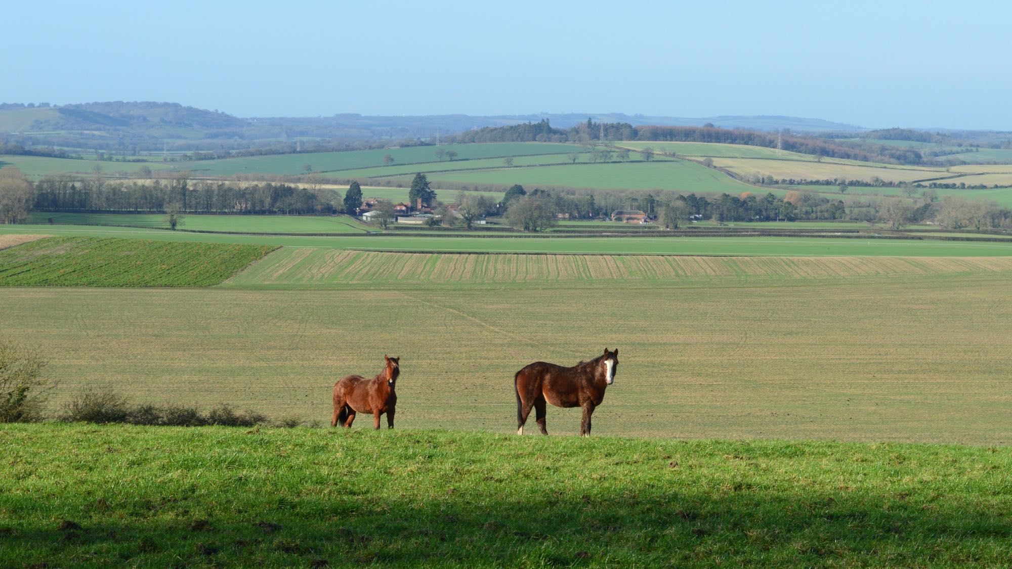 Rolling arable and pasture divided by mature hedgerows in the Hampshire downs, a farmstead in the middle distance and two horses grazing in the foreground field.